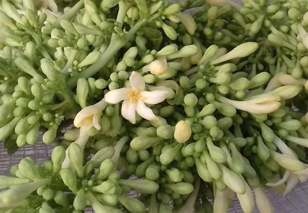 Hoa du du tuoi bo - quy gi... chi em tranh nhau dat mua?