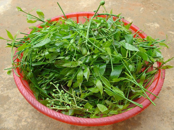 Rau sắng: Mùa rau sắng bắt đầu từ tháng 2 đến hết tháng 3 âm lịch (mùa lễ hội chùa Hương). Rau sắng khá đặc biệt ở chỗ, từ khi trồng đến lúc cho lần thu hoạch đầu tiên mất từ 3 đến 5 năm và sau 10 năm mới được thu hoạch với số lượng lớn. Để mua được rau sắng không hề dễ dù có tiền.