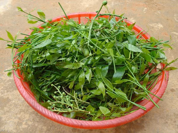 Rau sắng: Mùa rau sắng bắt đầu từ tháng 2 đến hết tháng 3 âm lịch (mùa lễ hội chùa Hương). Rau sắng khá đặc biệt ở chỗ, từ khi trồng đến lúc cho lần thu hoạch đầu tiên mất từ 3 đến 5 năm và sau 10 năm mới được thu hoạch với số lượng lớn. Để mua được rau sắng không hề dễ dù có tiền.