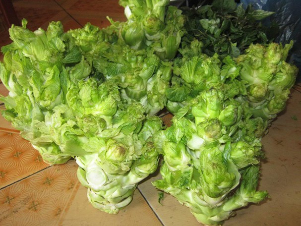 Loại rau này không có nhiều, mọc chủ yếu trên các đỉnh núi cao và rộ vào tháng 11 đến tháng 3 hàng năm. Cũng vì độ quý hiếm mà mầm đá Sapa có giá khá đắt đỏ, dao động từ 80.000 – 150.000 đồng/kg và phải đặt trước mới có hàng.