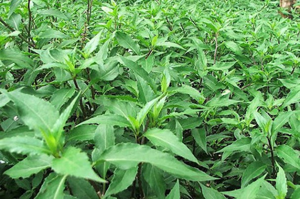 Rau lủi có thể chế biến thành nhiều món ngon như xào tỏi, nấu canh với tôm hoặc luộc lên chấm với nước mắm, được đánh giá là rất tốt cho sức khỏe. Ảnh: Internet.