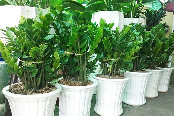 Be 5 tuoi cap cuu ngo doc cay kim tien: Canh bao bo me than trong-Hinh-2