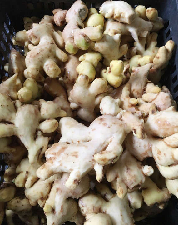 Giữa vô vàn loại mứt gừng của ba miền, mứt gừng Huế vẫn là một thương hiệu đặc biệt, với hương vị không nơi nào sánh được. Cay nồng, lát gừng nhỏ và sẫm màu là đặc trưng của mứt gừng Huế.