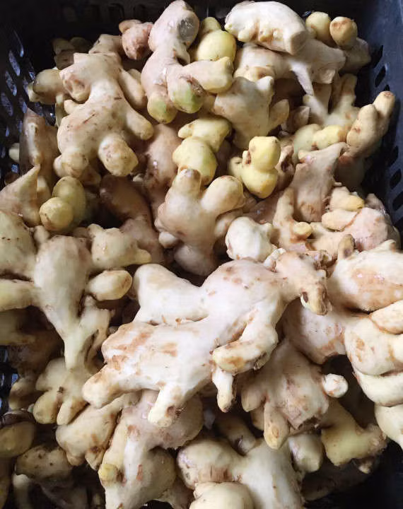 Giữa vô vàn loại mứt gừng của ba miền, mứt gừng Huế vẫn là một thương hiệu đặc biệt, với hương vị không nơi nào sánh được. Cay nồng, lát gừng nhỏ và sẫm màu là đặc trưng của mứt gừng Huế.