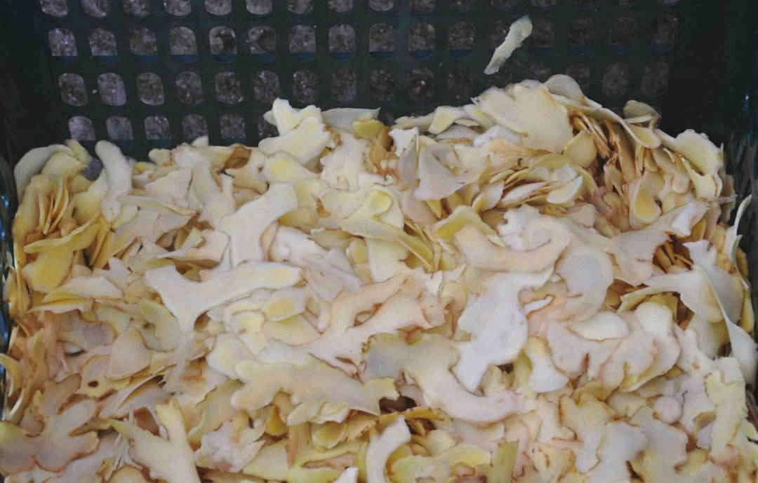 Đến Kim Long những ngày này, dù chưa vào đến nơi sản xuất nhưng từ xa xa thì hương gừng tươi đã nồng nàn trong gió cùng với chút se lạnh của những ngày cuối năm khiến cảm giác như mùa xuân mới đã về...