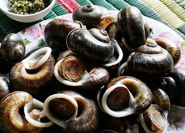 Thức ăn chính của loại ốc đặc sản này là những cây cỏ mọc hoang trên núi, trong đó có cả những cây thuốc quý. Vì vậy, thịt của chúng rất thơm và bổ dưỡng, tốt cho cơ thể.