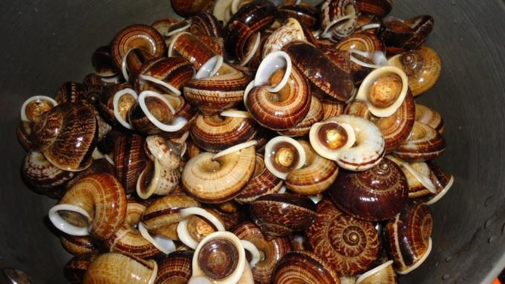 Cách chế biến món ốc núi đá hấp xả rất đơn giản, khi bắt từ rừng về chúng ta rửa qua lớp đất bám trên vỏ ốc bằng nước sạch, không cần ngâm kỹ trong nước như các loại ốc khác mà chỉ rửa sơ qua để giữ lại chất dinh dưỡng.