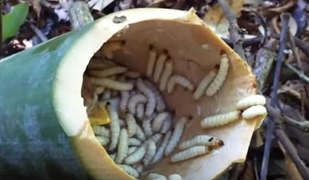 Đúng với tên gọi của mình, loại sâu này sống kí sinh trong thân cây tre làm ngọn tre bị héo; đốt tre bị co rúm , ngắn lại khác thường. Sâu tre sinh sôi nảy nở và béo nhất vào đầu tháng chín kéo dài đến cuối tháng mười.