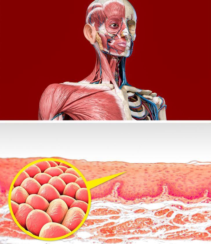 Ngăn tổn thương tế bào: Hành tây chứa tới 25 loại chất chống oxy hoá khác nhau rất tốt cho cơ thể. Chất chống oxy hoá không chỉ giúp bạn tránh khỏi một số bệnh mà còn ngăn ngừa tổn thương các tế bào trong cơ thể.
