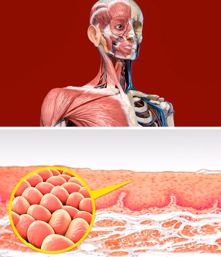 Ngăn tổn thương tế bào: Hành tây chứa tới 25 loại chất chống oxy hoá khác nhau rất tốt cho cơ thể. Chất chống oxy hoá không chỉ giúp bạn tránh khỏi một số bệnh mà còn ngăn ngừa tổn thương các tế bào trong cơ thể.