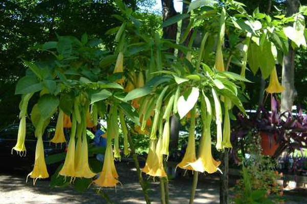 Loai hoa chuong khien 3 nguoi hon me sau khi an doc ra sao?