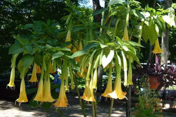 Loai hoa chuong khien 3 nguoi hon me sau khi an doc ra sao?