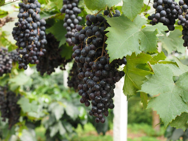 5. Nho đen: Nho đen có hàm lượng chất chống oxy hóa cao so với nho đỏ hoặc xanh. Chúng cũng chứa nhiều flavonoid và polyphenol làm cho chúng có vị ngọt, màu sẫm và bổ dưỡng hơn các loại nho khác.