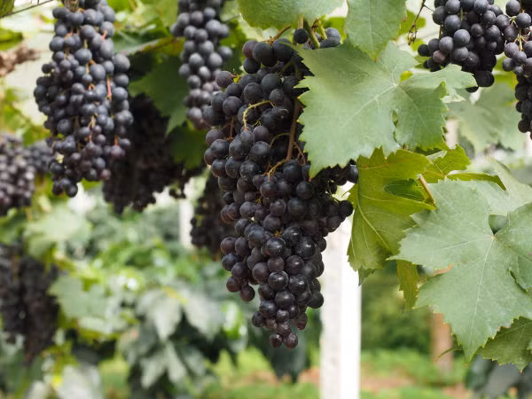 5. Nho đen: Nho đen có hàm lượng chất chống oxy hóa cao so với nho đỏ hoặc xanh. Chúng cũng chứa nhiều flavonoid và polyphenol làm cho chúng có vị ngọt, màu sẫm và bổ dưỡng hơn các loại nho khác.