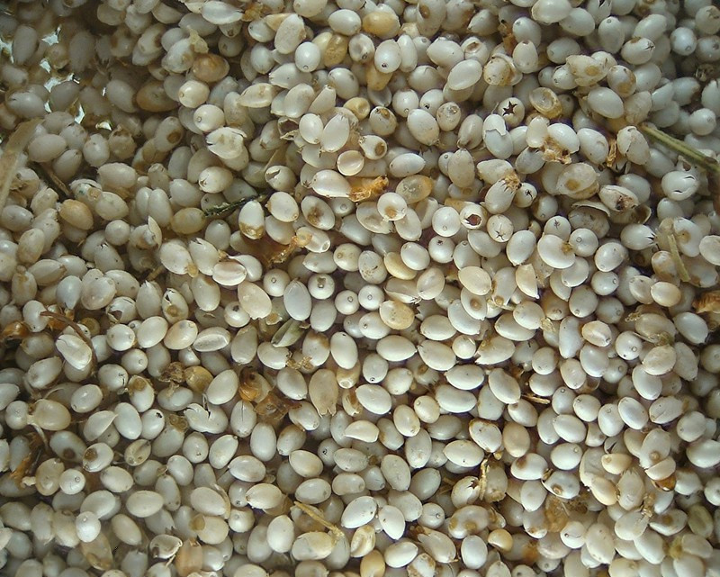 Vị của trứng muỗi được người ta mô tả là ngọt ngọt, cay cay, hơi chua chua chứ không béo ngậy như trứng kiến. Mặc dù là loại nguyên liệu kỳ lạ, nhưng những món ăn có sử dụng trứng muỗi làm nguyên liệu chính lại có hương vị vô cùng bắt miệng và được lòng không ít thực khách.