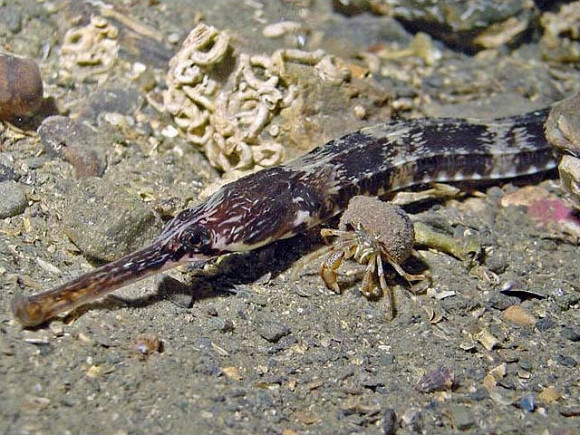 Đặc biệt, rượu ngâm “rồng cường dương” được ví là một loại thần tửu có “công lực” không kém gì Minh Mạng thang huyền thoại.