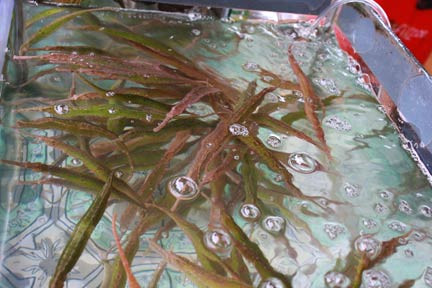 Riêng hải long còn được các thầy thuốc Việt Nam, Trung Quốc, Nhật Bản, Triều Tiên dùng làm thuốc.