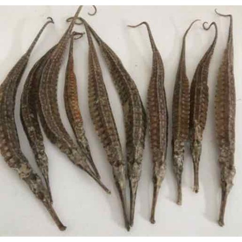 Theo lương y Phạm Quốc Vinh, Hội Đông y TP.HCM, hải mã, hải sâm và hải long đều là những vị thuốc quý, thực sự có công dụng tráng dương, cường thận, bồi bổ xương khớp.