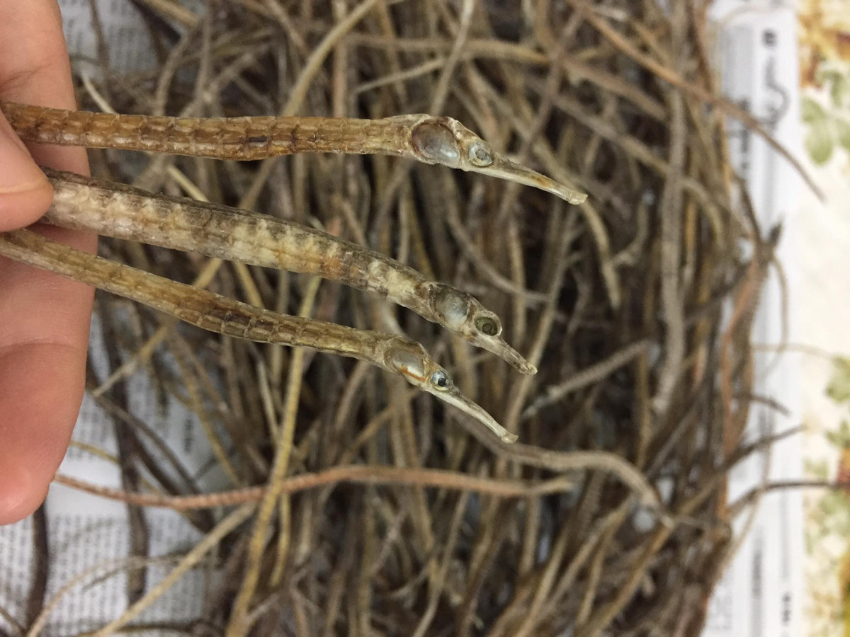 Mỗi bình rượu ngâm hải long thường có giá tiền triệu, chênh lệch nhau dựa vào số lượng hải long và các thành phần đi kèm.