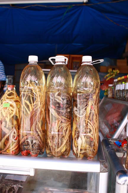 Hải long thường được phơi khô trước khi ngâm rượu, nhưng cũng có khi được ngâm tươi.