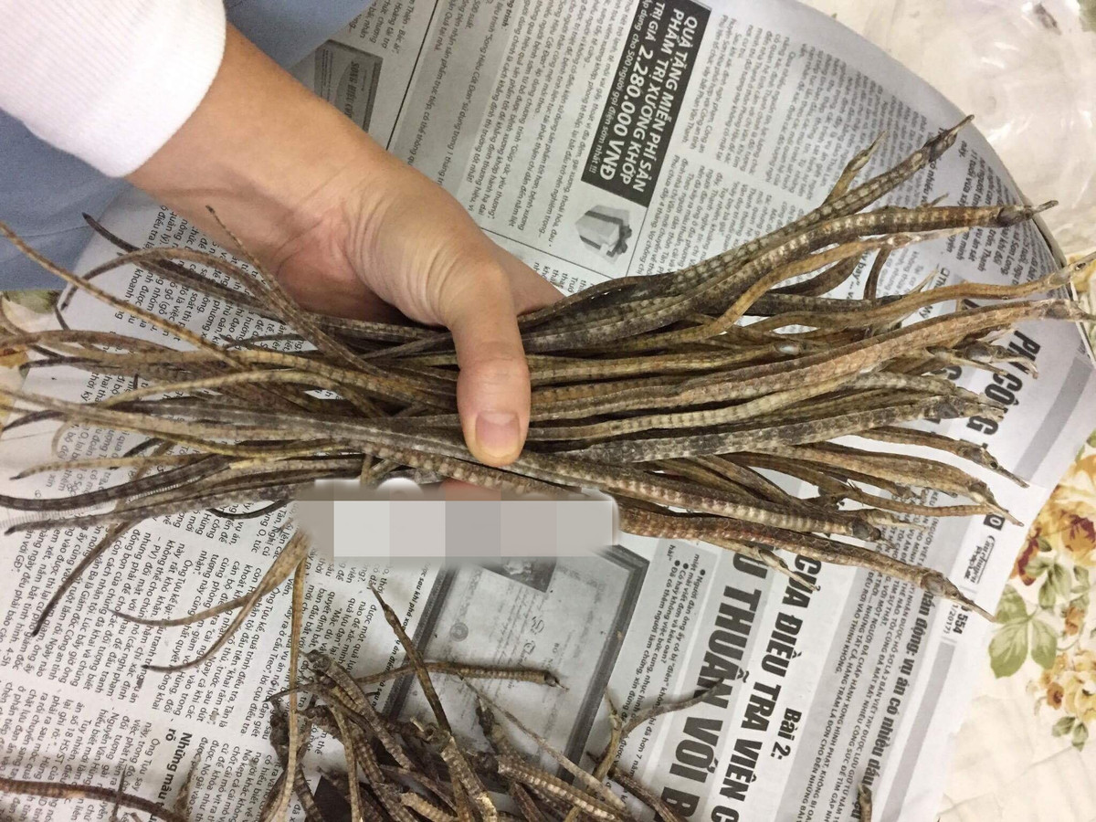 Hải long có vị ngọt, tính ấm, tác động vào các kinh mạch thuộc thận, có các tác dụng bổ thận, tráng dương... nên được dùng trong nhiều thang thuốc trị liệt dương, đau lưng, bổ thận và giúp phụ nữ dễ sinh nở.