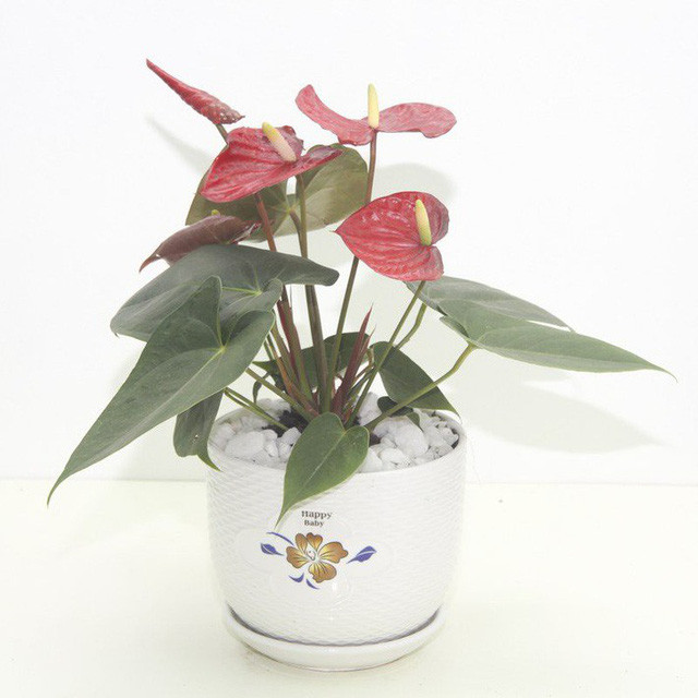 8. Cây hồng môn: Toàn thân cây hồng môn đều chứa độc tố. Nhà có trẻ nhỏ nên tránh để các bé tiếp xúc với loại cây này bởi ăn bất kỳ bộ phận nào của cây cũng gây bỏng rát họng, dạ dày, ruột. Lá và hoa nếu nát dính vào da cũng có thể khiến nổi ban, rộp mụn nước…