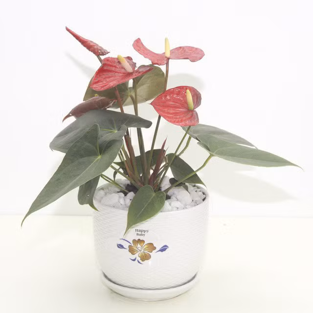 8. Cây hồng môn: Toàn thân cây hồng môn đều chứa độc tố. Nhà có trẻ nhỏ nên tránh để các bé tiếp xúc với loại cây này bởi ăn bất kỳ bộ phận nào của cây cũng gây bỏng rát họng, dạ dày, ruột. Lá và hoa nếu nát dính vào da cũng có thể khiến nổi ban, rộp mụn nước…