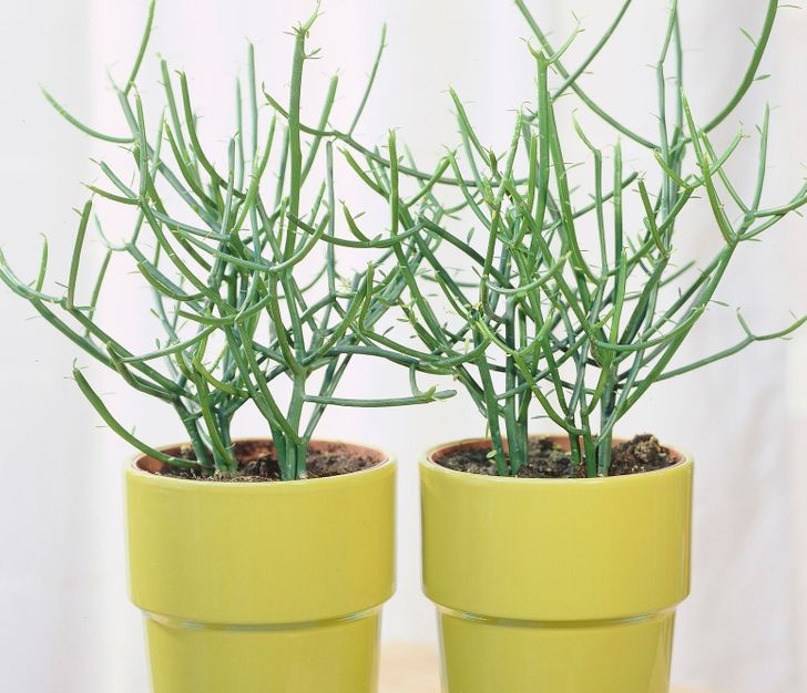 9. Cây xương khô (Euphorbia tirucalli): Nhựa của loại cây này có thể gây kích ứng cực kỳ cho da và mắt. Đó là lý do tại sao bạn nên sử dụng găng tay và kính bảo vệ mắt khi cắt tỉa cây. Nếu nhựa cây tiếp xúc với mắt, bạn sẽ cảm thấy đỏ, ngứa, rát và thậm chí có ảnh hưởng tiêu cực đến thị lực của con người.