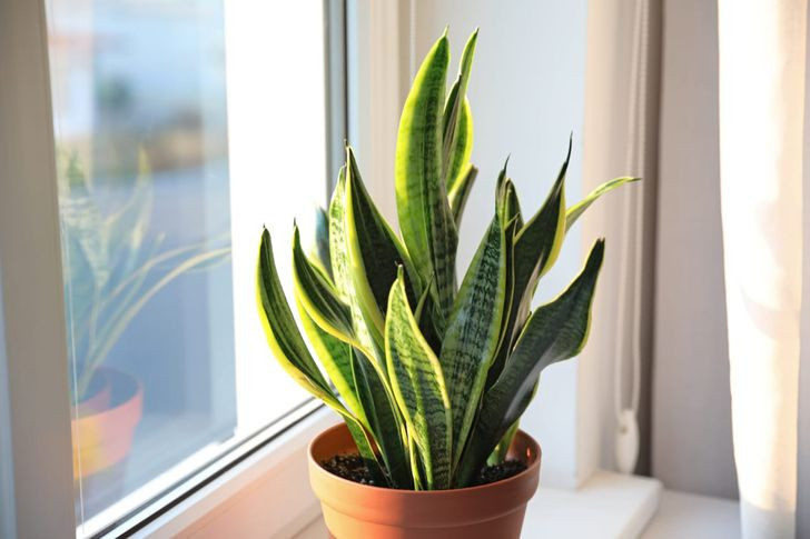 2. Cây lưỡi hổ (Sansevieria): Đây là một loại cây trồng phổ biến được sử dụng để trang trí nhà cửa. Loại cây này mang một chất gọi là saponin, có thể gây ngộ độc nếu ăn phải. Vì saponin có thể gây buồn nôn, nôn mửa và tiêu chảy nên bạn cần thận trọng nếu nhà có trẻ con và thú cưng.