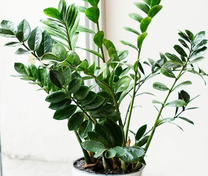 3. Cây kim tiền: Loại cây cảnh cực độc này có khả năng gây đau, kích ứng da và sưng tấy nếu ăn phải lá cây. Mới đây, một bé 70 tháng tuổi vừa phải nhập viện cấp cứu vì nhai phải lá kim tiền khi đang chơi.