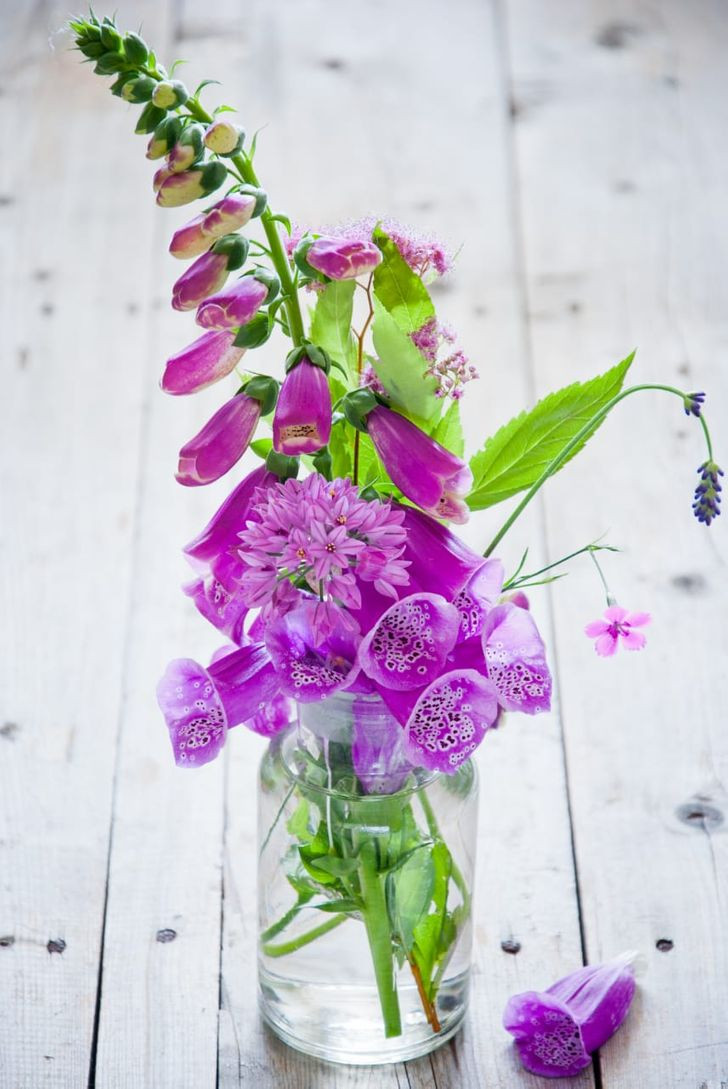 10. Cây hoa bao tay chồn (Foxglove): Còn được gọi là Digitalis purpurea, loài hoa màu tím xinh đẹp này có mặt trong các khu vườn cảnh hoặc được sử dụng làm cây trồng trong nhà. Điều mà ít người biết là lá, hoa và thậm chí cả hạt của nó có chứa một chất được gọi là digoxin có thể gây tử vong cho động vật và con người khi ăn phải. Ảnh: BS. 