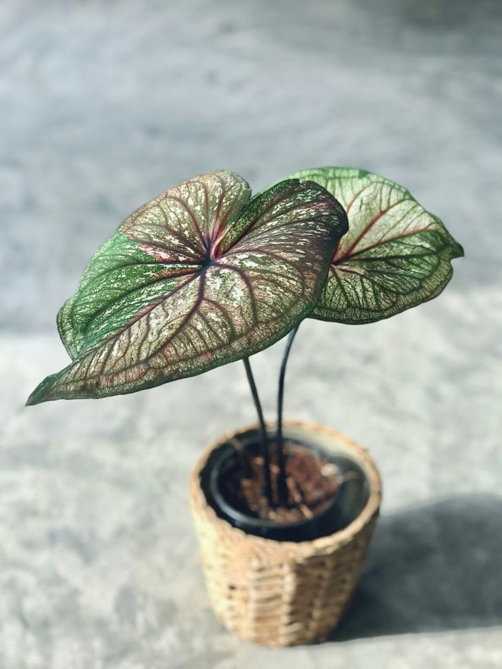 7. Cây môn thiên nga (Caladi): Những chiếc lá hình trái tim của nó khá đẹp và ưa nhìn, nhưng hãy cẩn thận, loài cây này có thể nguy hiểm và độc cho sức khỏe. Nếu động vật và trẻ em tiếp xúc với lá cây Caladium, bạn có thể bị chảy nước dãi và khó thở. Trong những trường hợp này, tốt nhất bạn nên liên hệ với bác sĩ chuyên khoa nhiễm độc hoặc nhanh chóng tới bệnh viện cấp cứu.