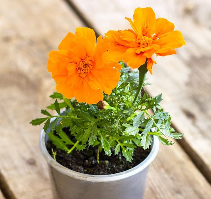 5. Cây cúc vạn thọ (Marigolds): Nếu ăn phải cây cúc này, bạn có thể khó chịu đường tiêu hóa. Nhựa cây cũng có thể gây phát ban trên da.