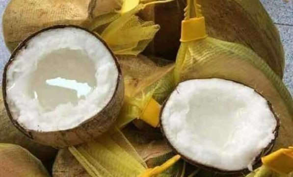 Bạn có thể thưởng thức dừa sáp bằng cách bổ dừa ra và nạo lấy phần cơm dừa bên trong ăn liền, nhưng có lẽ thưởng thức dừa sáp đúng chuẩn là nạo sáp dừa, rồi cho vào máy xay sinh tố với sữa, đường và đá bào làm thành cốc sinh tố dừa. Ảnh: Internet.