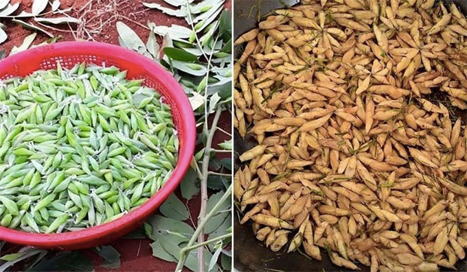 Trước đó, H'Hen Niê còn bật mí về một món ăn khoái khẩu của mình là nhộng sâu muồng. Món ăn chỉ mới nghe tên cũng có thể khiến nhiều người ngần ngại. Nhưng theo H'Hen, mỗi năm, cô đều chờ đợi tới mùa nhộng. "Khi ăn, Hen thấy rất ngon, thơm thơm, béo béo", cô chia sẻ.