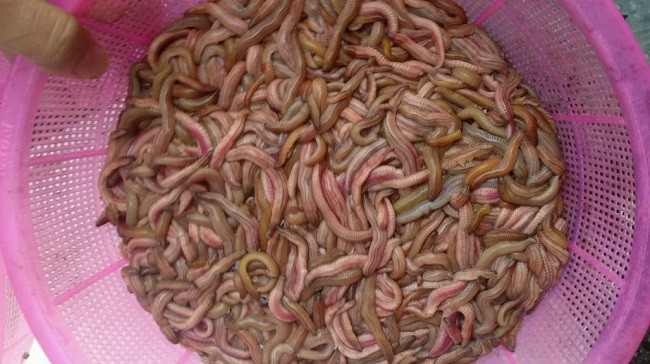 Dac san luc nhuc nhu giun co gia nua trieu dong/kg dat hang-Hinh-2