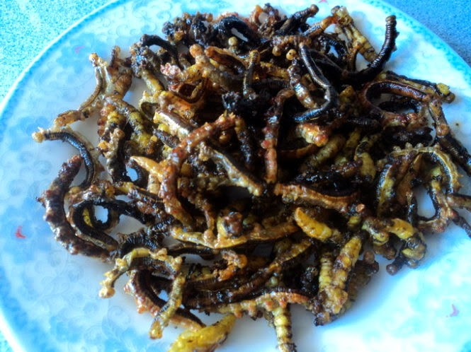 Sâu muồng có thể chế biến bằng cách ăn sống, luộc hoặc chiên. Thậm chí, nhộng sâu muồng và sâu muồng xào sả ớt còn là món ăn giúp cho anh em dân tộc thiểu số ở Tây Nguyên tăng sức đề kháng sốt rét trong mùa mưa. Ảnh: Internet.