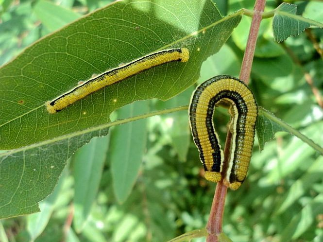 Tương tự, sâu muồng cũng là một loại côn trùng nhắc đến đã thấy rợn tóc gáy nhưng khi chế biến thành món ăn thì nó trở thành món ăn đầy hấp dẫn của ẩm thực Việt Nam.