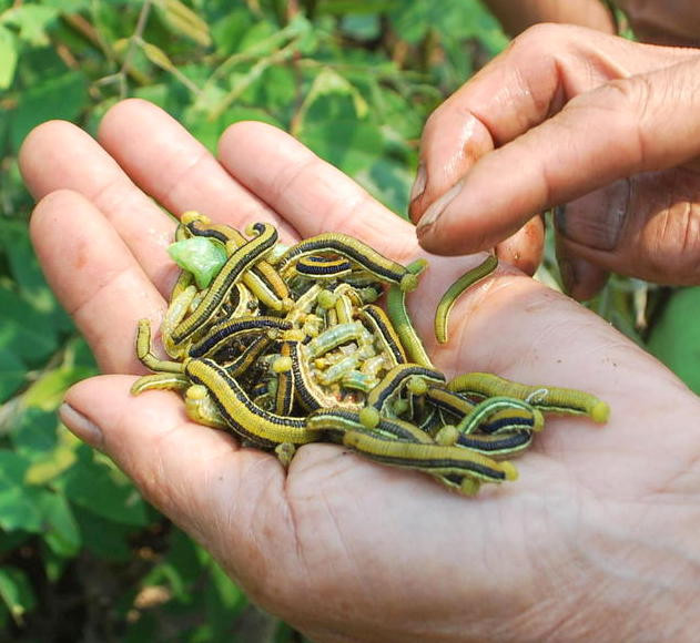 Mùa sâu muồng chỉ kéo dài trong khoảng tháng 3, tháng 4. Nhộng sâu muồng được sử dụng như một món ăn đặc trưng của người đồng bào Tây Nguyên nói chung và Đắk Lắk nói riêng.