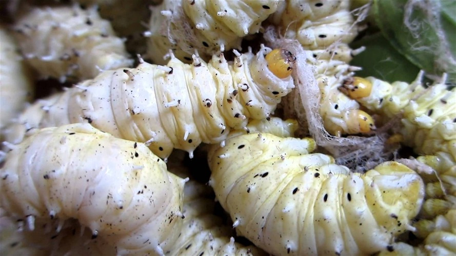 Tằm sắn thường được nuôi từ tháng 3 đến tháng 10 hàng năm. Trung bình mỗi nong tằm nếu được chăm sóc tốt thì khoảng 18 ngày sẽ cho thu hoạch. Khi tằm ngả sang màu vàng, đó là lúc bắt đầu “thu hoạch”.