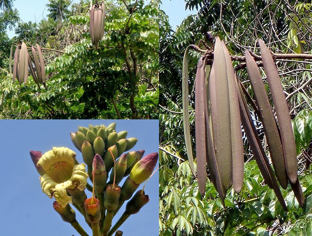 Quả quao (miền Bắc gọi là quả núc nác) là một loại cây rừng quen thuộc của người dân vùng núi các tỉnh Nghệ An hay Hà Giang.... Ở những vùng này, quả núc nác vừa là món ăn nhưng cũng là vị thuốc như chống ho, thanh nhiệt... Cứ vào thu, người dân vùng núi lại đi tìm những quả núc nác mọc trên rừng về làm món ăn ưa thích.