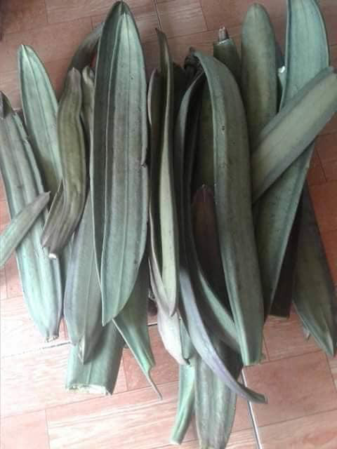 Ngày nay, quả núc nác không chỉ là món ăn yêu thích của đồng bào miền núi mà còn trở thành món đặc sản ở nhiều nhà hàng, khách sạn. Ảnh: Internet.