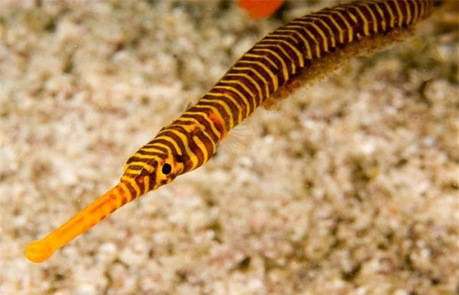 Rồng cường dương: Với giá tiền triệu, rượu ngâm 'rồng cường dương' được đồn thổi là một loại thần tửu, thường được ví như một thứ Viagra đến từ biển khơi, có khả năng cải thiện 'chuyện ấy' của các quý ông một cách rõ rệt.