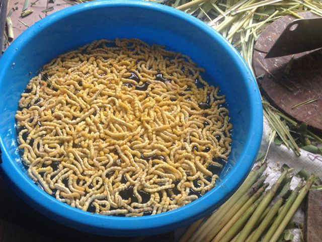 Sâu chít là thứ đặc sản được nhiều đại gia săn lùng dù cho có giá bán lên đến 1 triệu đồng/kg. Nó được biết đến là một loại “thần dược” như đông trùng hạ thảo sạch tự nhiên, có nhiều công năng tốt cho sức khỏe con người. Loại sâu này có thể dùng để chế biến thành các món ăn có vị bùi ngậy, thơm ngon hoặc dùng ngâm trong rượu có tác dụng bổ thận tráng dương, tăng cường sinh lực cho đàn ông...