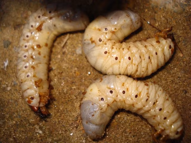 Sùng đất: Từ lâu, loài côn trùng này đã trở thành bí quyết phòng the hữu hiệu của các quý ông nơi đây. Theo lời lưu truyền thì thời xa xưa, những người đàn ông Cơ Tu giàu có thường lấy năm bảy vợ mà bà nào cũng đẻ “sòn sòn” là nhờ ăn các món làm từ sùng đất. Cho đến nay, đồng bào Cơ Tu ở miền núi phía Tây Quảng Nam vẫn lưu giữ một món ăn truyền thống được xem là Viagra cho các quý ông nơi đây từ xa xưa.