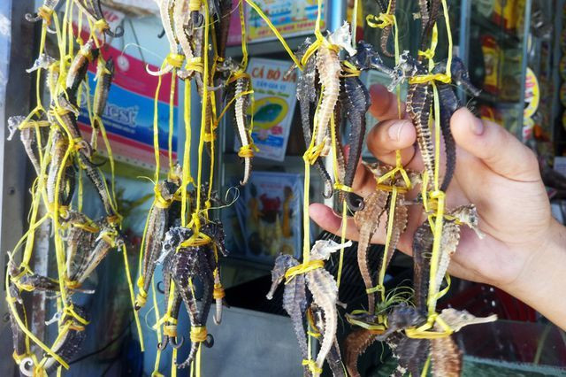 Cá ngựa (hải mã) theo Đông Y là một vị thuốc giúp điều trị các bệnh về xương khớp và sinh lý ở nam. Loài cá ngựa được ví như “thần dược” này có giá không hề rẻ, khoảng 100.000 đồng/con, khoảng 3-4 triệu đồng/kg cá tươi. Cá phơi khô sẽ được đóng gói và bán với giá khoảng 9 triệu đồng/kg. Ảnh: Internet.