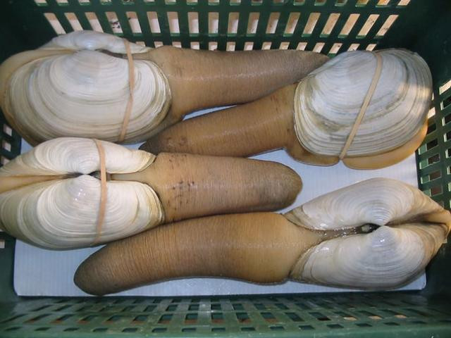 Tu hài: Tu hài được cho là món ăn bổ dưỡng tốt cho nam giới, có tác dụng cải thiện rõ rệt khả năng sinh lý. Những món ăn được chế biến từ tu hài như: nấu cháo, luộc, hấp, nướng mỡ hành hay ăn sống với mù tạt… thường đậm đà, có hương vị thơm ngon nên rất được nhiều người ưa thích.