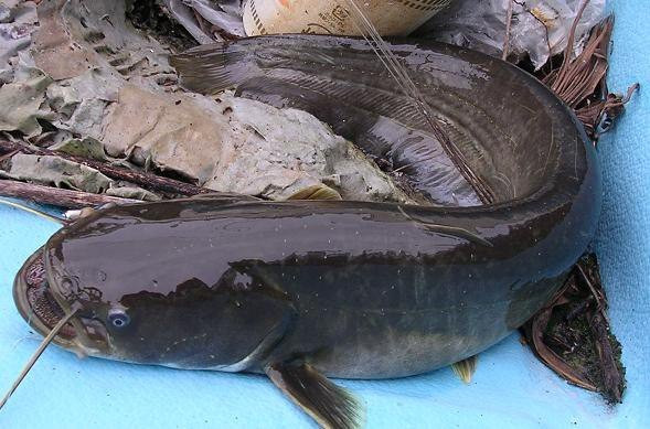 Cá sông Đà: Từ lâu, cá sông Đà đã trở thành một trong những món đặc sản của Ba Vì. Những con cá lăng, cá ngạnh, cá chiên được câu ở dưới sông Đà nhẹ thì cũng phải vài ký, may mắn hơn thì có con nặng đến cả chục kg.