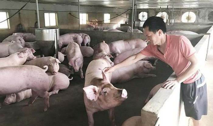 Gia lon hoi hom nay 25/10: Di ngang, dao dong trong khoang 60.000 - 77.000 dong/kg