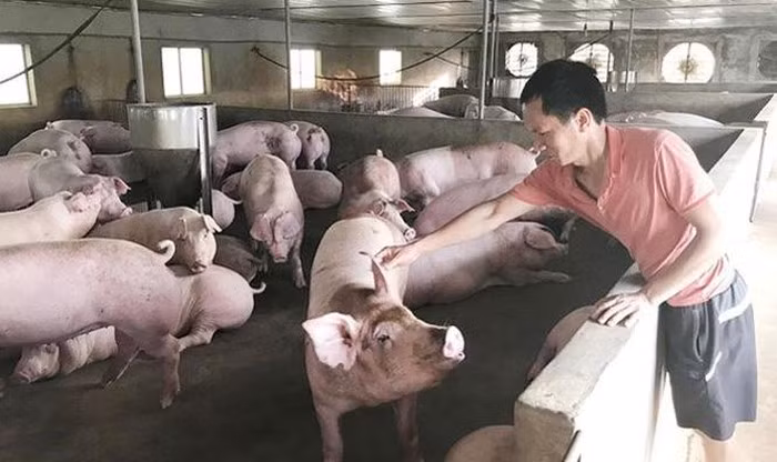 Gia lon hoi hom nay 25/10: Di ngang, dao dong trong khoang 60.000 - 77.000 dong/kg